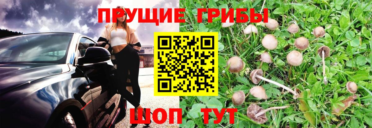 Псилоцибиновые грибы Cubensis Ногинск